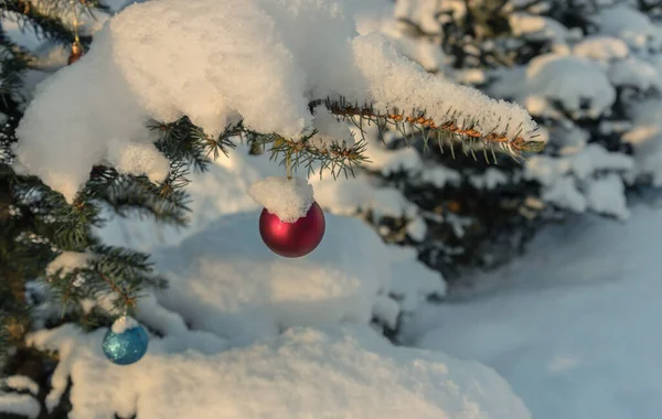 Aralık Büyüyen Bir Ladin Üzerinde Noel Baloları — Stok fotoğraf