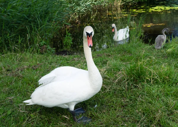 Familia Cisnes Orilla Del Lago —  Fotos de Stock