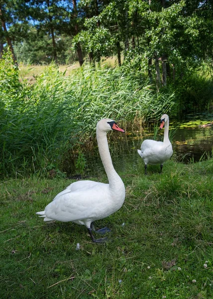 湖の岸に白鳥の家族 — ストック写真