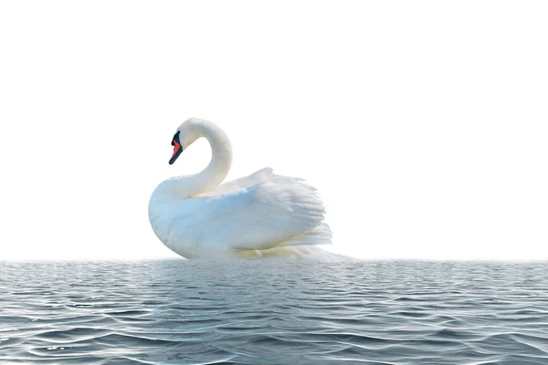 Cygne Isolé Sur Une Surface Blanche — Photo