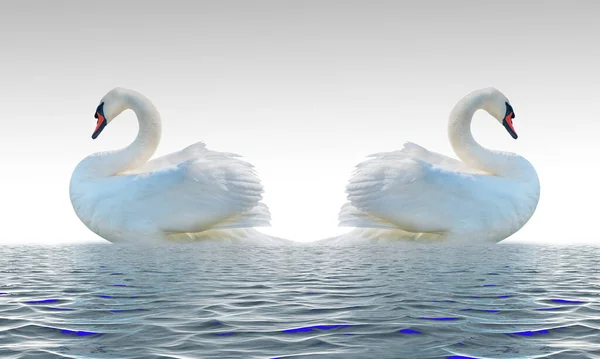 Swans Isolated White Surface — Foto Stock