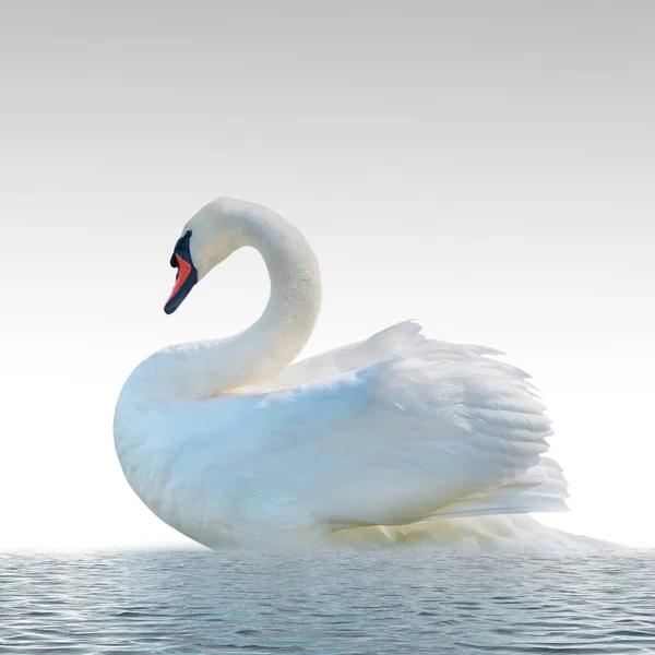 Cygne Isolé Sur Une Surface Blanche — Photo