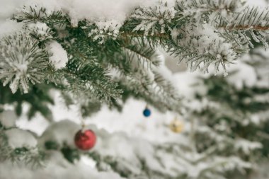 Büyüyen bir ladin üzerinde Noel baloları.