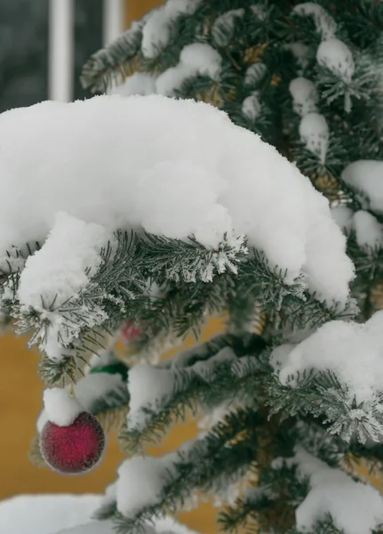 Christmas Balls Growing Spruce December — 图库照片