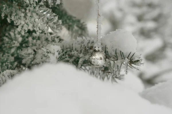 Christmas Balls Growing Spruce — Stock Photo, Image