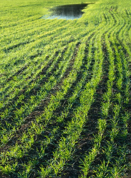 Vue Champ Blé Vert Avec Une Flaque — Photo