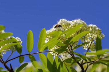 Bir bal arısı çiçek açan bir horozun çiçekleri üzerinde çalışıyor.