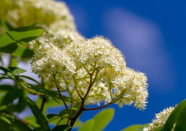 İlkbaharda açmakta olan dağ dişbudak ağacı..