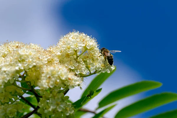 Medová Včela Pracuje Květinách Kvetoucího Vesničana — Stock fotografie