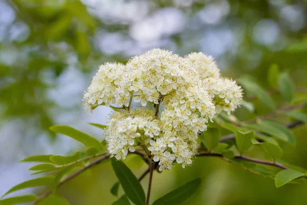Blooming Mountain Ash Tree Springtime — Stock Photo, Image