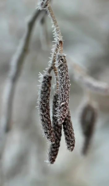 Twigs Tree Covered Hoar Frost — Stock Photo, Image