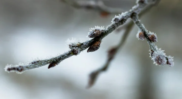 Гілочки Дерева Покриті Морозом Казанів — стокове фото