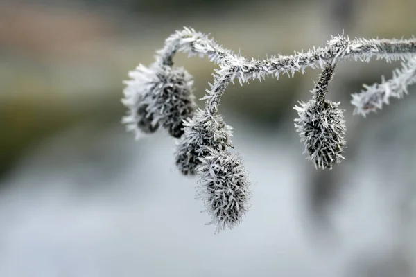 被白霜覆盖的树枝 — 图库照片