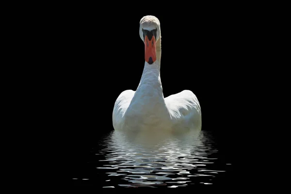 Vit Svan Isolerad Svart Yta — Stockfoto