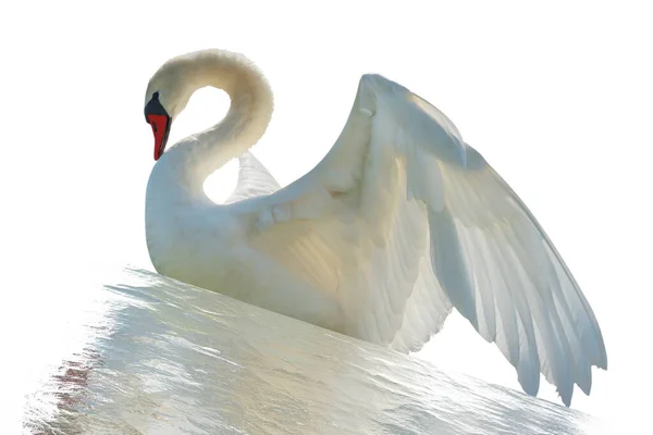 Лебедь Изолирован Белой Поверхности — стоковое фото