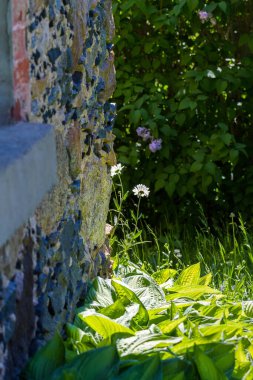 Çiçekli papatyaları ve leylakları olan taştan bir evin manzarası.