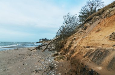 Baltık Denizi kıyısının kırık ağaçlarla dolu heyelan manzarası.
