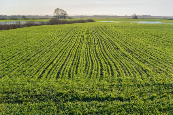 Vista Della Coltivazione Del Grano Sul Campo Primavera — Foto Stock