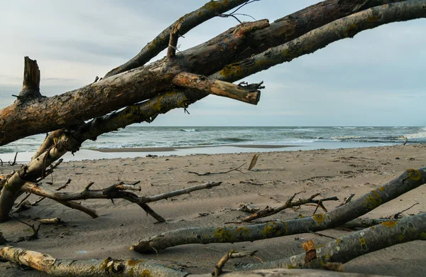 Pohled Pobřeží Baltského Moře Polámanými Stromy — Stock fotografie