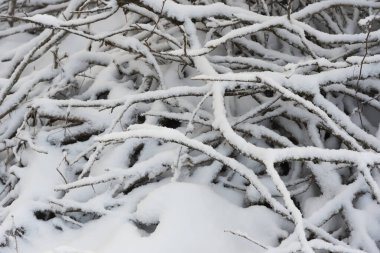 Karlı dallar yığını karın altında.