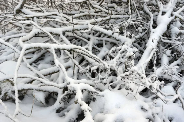 Haufen Verschneiter Äste Unter Dem Schnee — Stockfoto