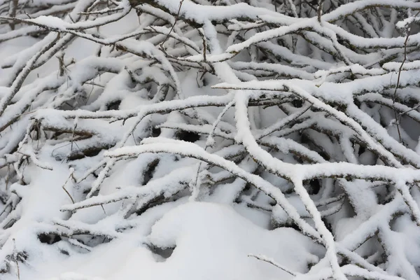 Karlı dallar yığını karın altında.