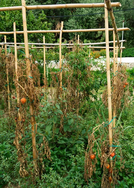 Jardín Tomate Patio Sur Europa — Foto de Stock