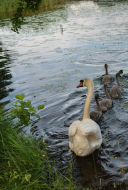 Gölün kıyısındaki Kuğu Ailesi.