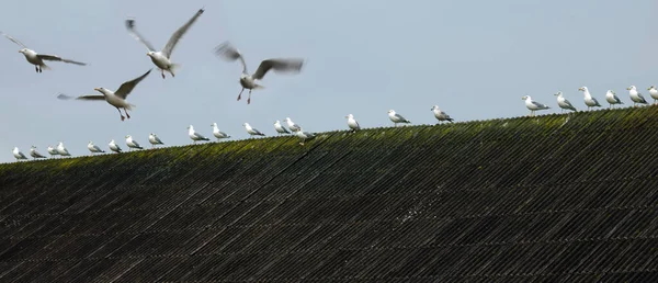 View Wildlife Birds Top Roof — Stock fotografie