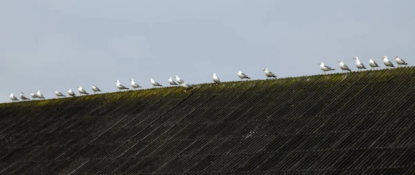 View Wildlife Birds Top Roof —  Fotos de Stock