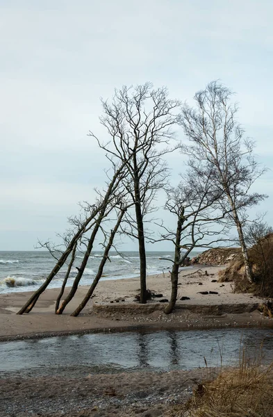 Kırık Ağaçlarla Baltık Denizi Nin Manzarası — Stok fotoğraf