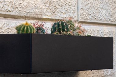 Kaktüsler binanın duvarında bir tencerede.