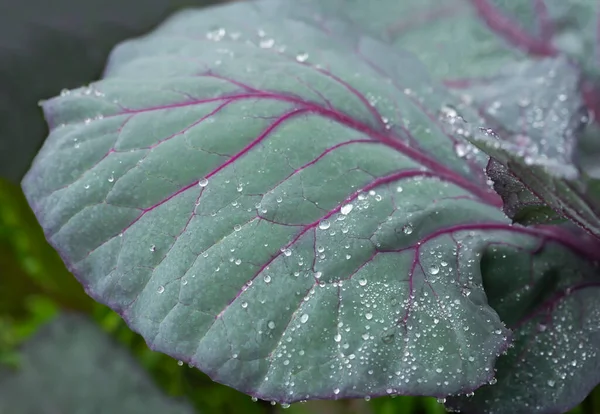 Hojas Col Roja Con Gotas Agua — Foto de Stock