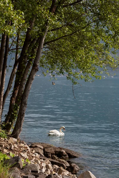 View Lake Iseo Swan — Stock Photo, Image