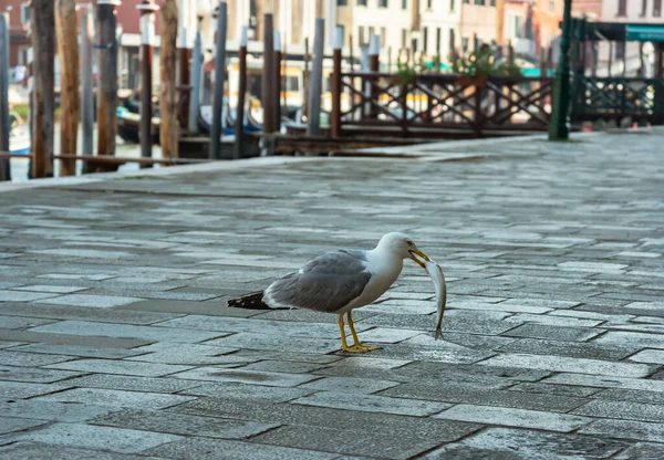 View Venice Hunting Bird Fish — ストック写真