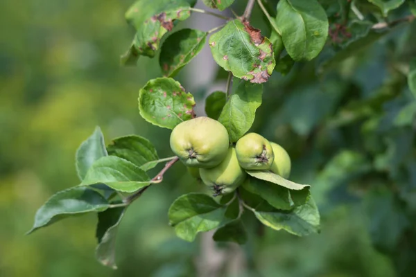 Natuurlijke Lelijke Appels Boom — Stockfoto