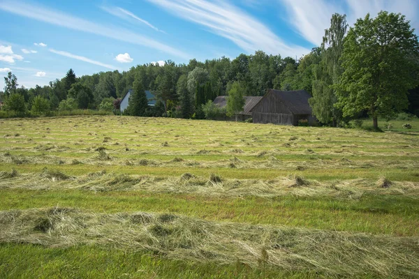 View Countryside Green Hay — Stock Photo, Image