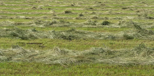 View Countryside Green Hay — Stock Photo, Image