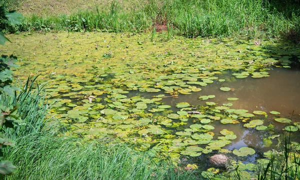 Vadvízi Liliom Növények Felszínén — Stock Fotó