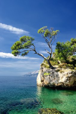 çam ağaçları, brela, Hırvatistan ile ünlü güzel rock
