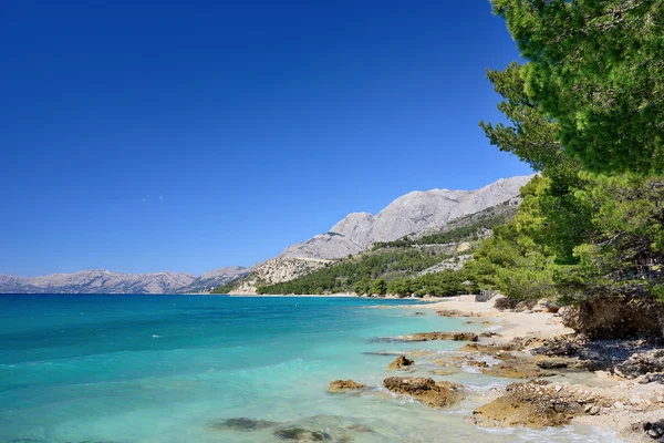 Geweldige strand met cristalic schoon water met dennen in Kroatië — Stockfoto