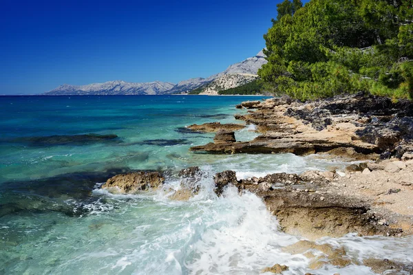 Bella baia del mare Adriatico con pini — Foto Stock