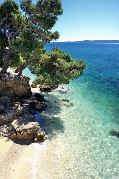 Increíble playa con agua limpia y cristalina con pinos en Croacia — Foto de Stock