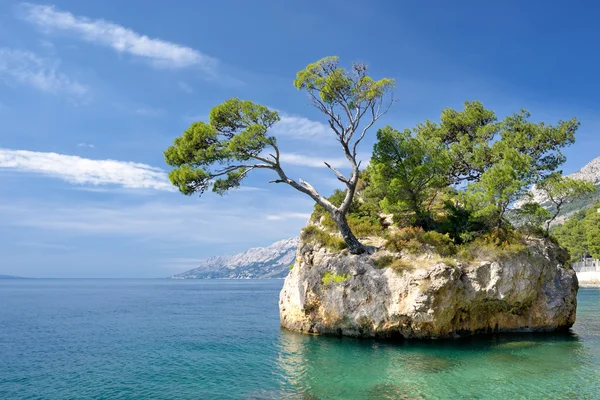 Famous beautiful rock with pine trees in Brela in Croatia — Stock Photo, Image