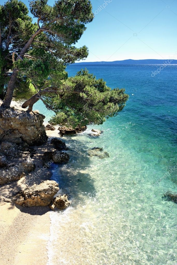 Erstaunlicher Strand mit kristallklarem Wasser mit Kiefern in Kroatien