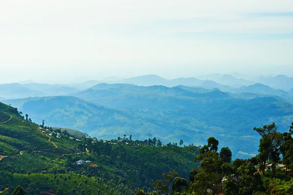 Vackra landskapet i sri lanka med kullar täckta med te och — Stockfoto