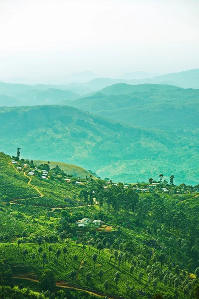 Vackra landskapet i sri lanka med kullar täckta med te och — Stockfoto