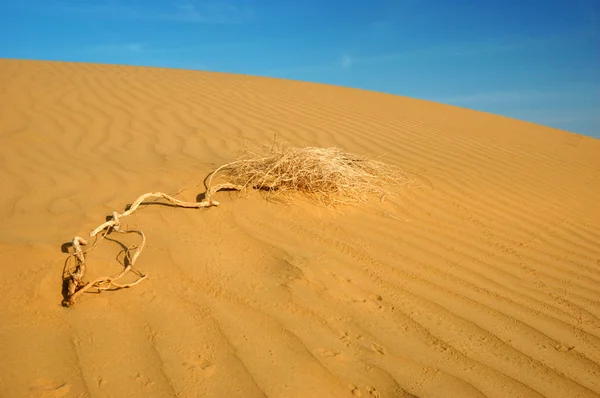 Dunes of the Thar desert,Rajasthan,India — Stock Photo, Image