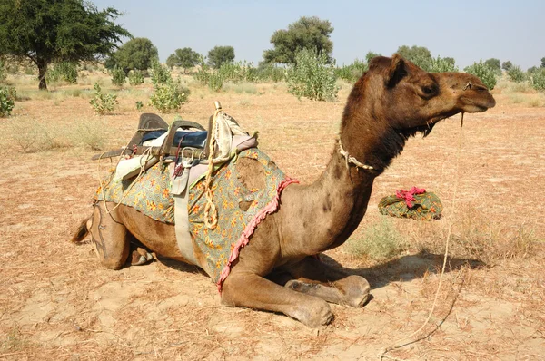 Safari in cammello nel deserto di Thar, Rajastan, India — Foto Stock