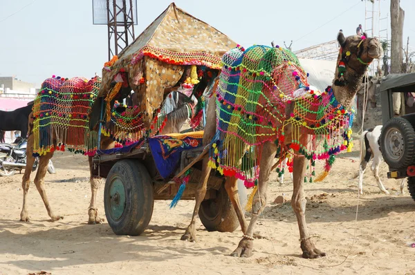 Dekoriertes Kamel, das am jährlichen Pushkar Camel Mela Urlaub in Indien teilnimmt — Stockfoto